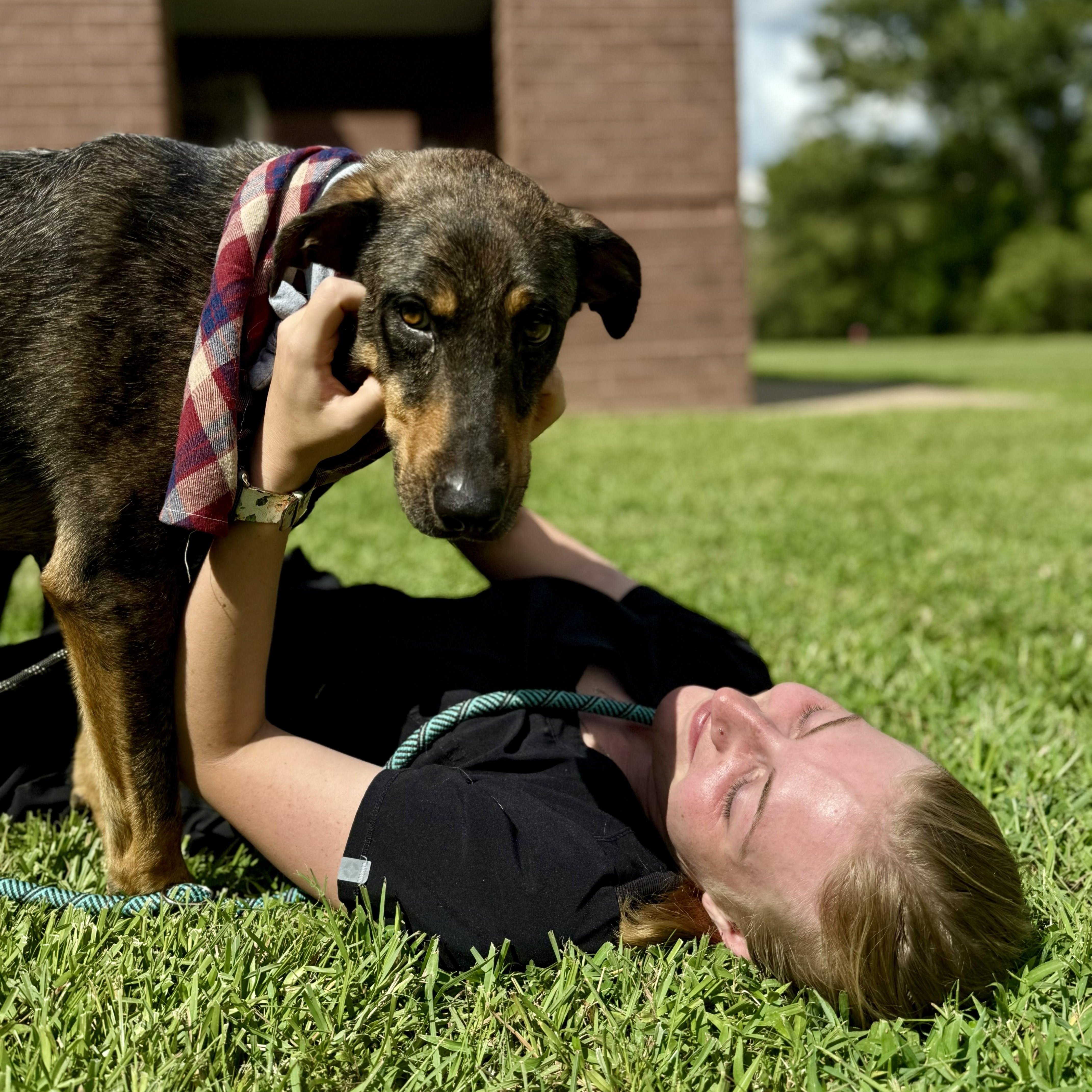 Riff Scorpion, a Adoptable Catahoula Leopard Dog in Waco, TX image 2/6