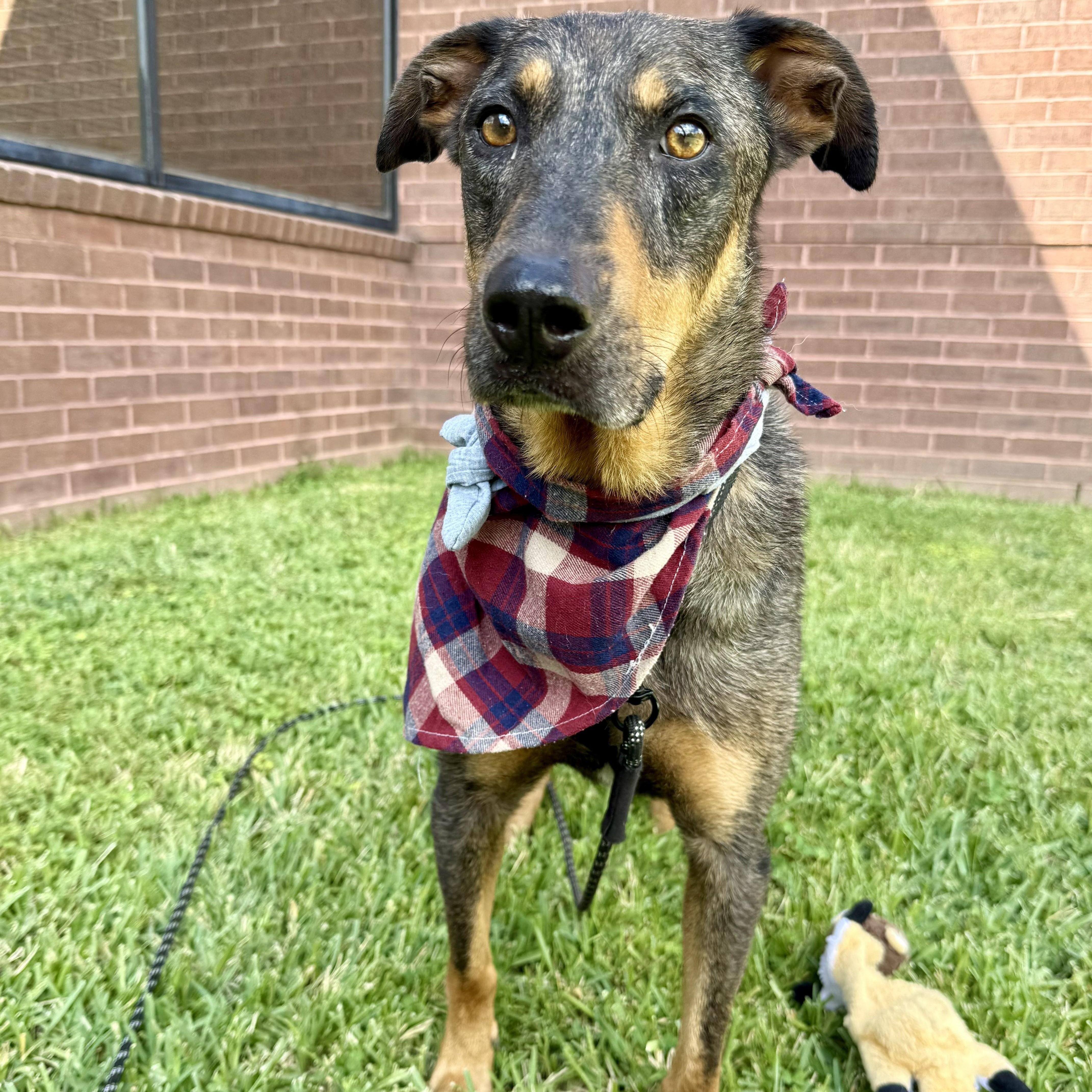 Riff Scorpion, a Adoptable Catahoula Leopard Dog in Waco, TX image 3/6