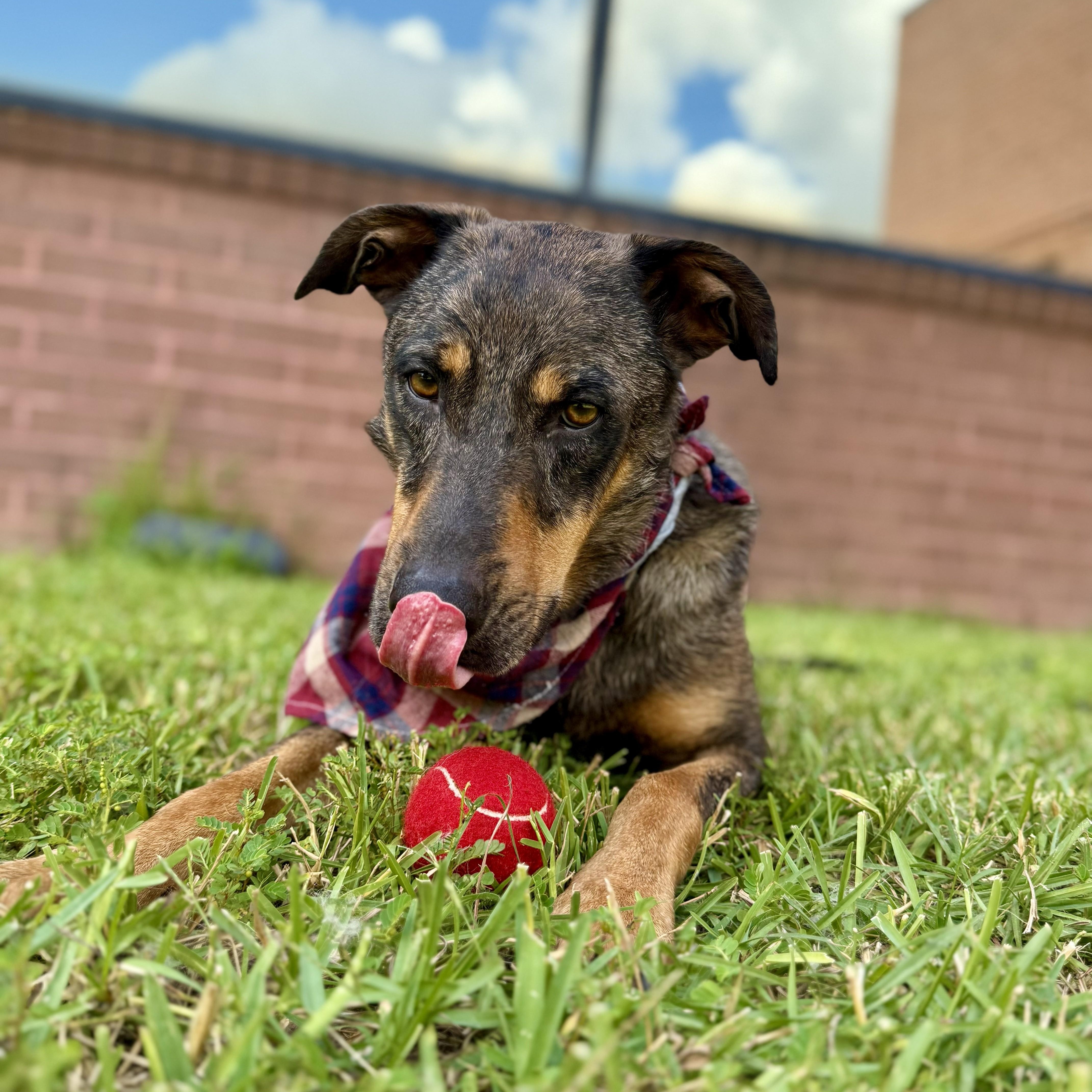 Riff Scorpion, a Adoptable Catahoula Leopard Dog in Waco, TX image 1/6
