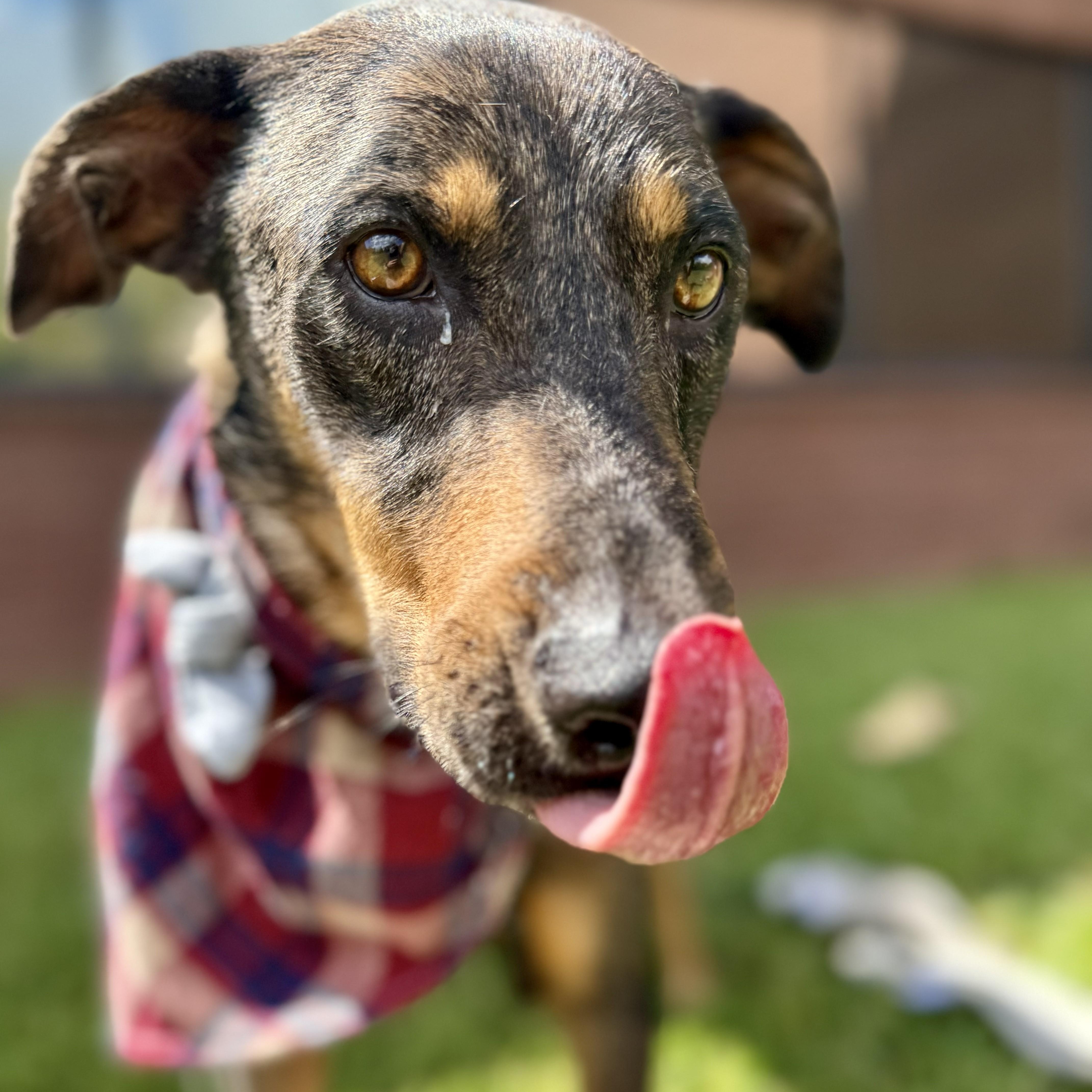 Riff Scorpion, a Adoptable Catahoula Leopard Dog in Waco, TX image 5/6