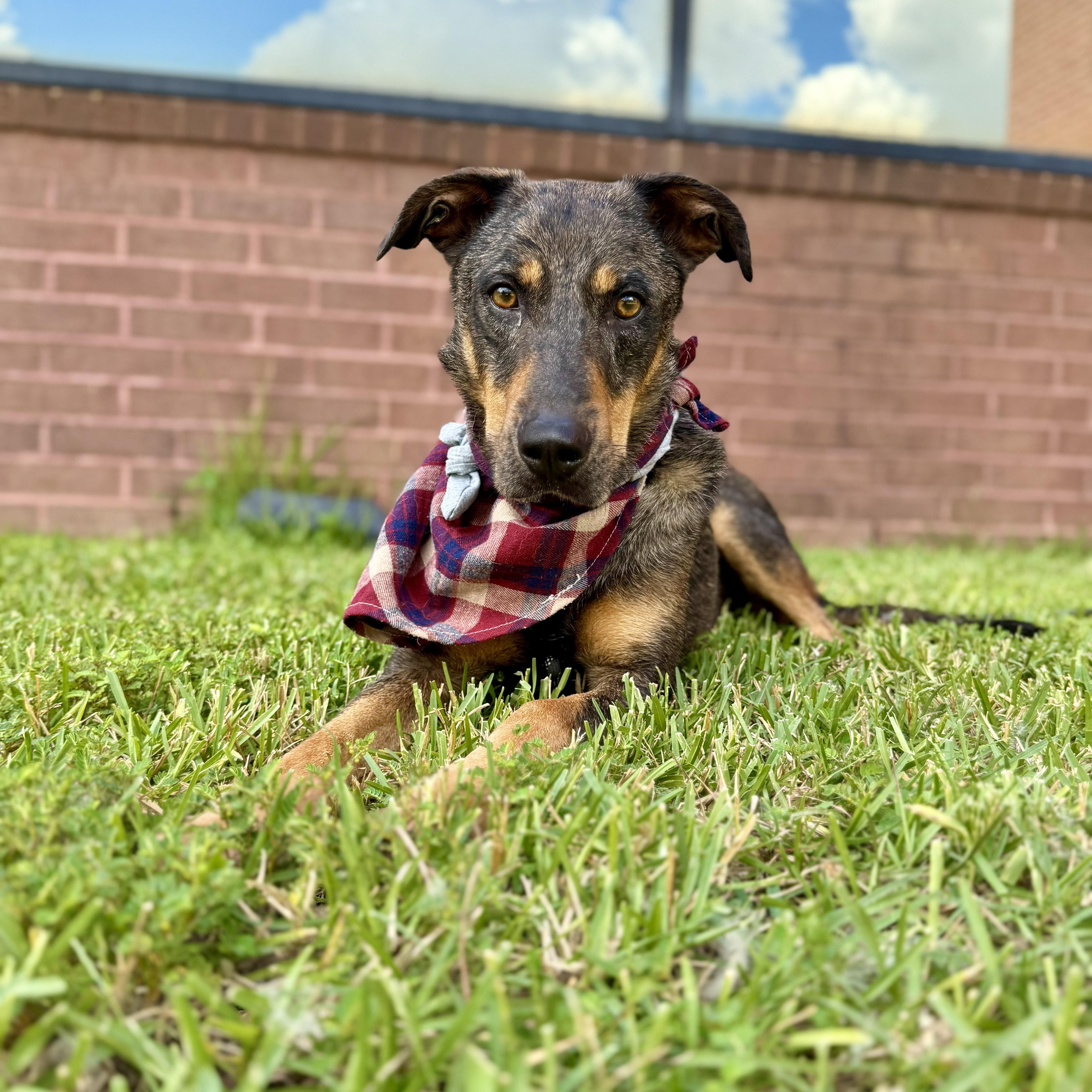 Riff Scorpion, a Adoptable Catahoula Leopard Dog in Waco, TX image 6/6