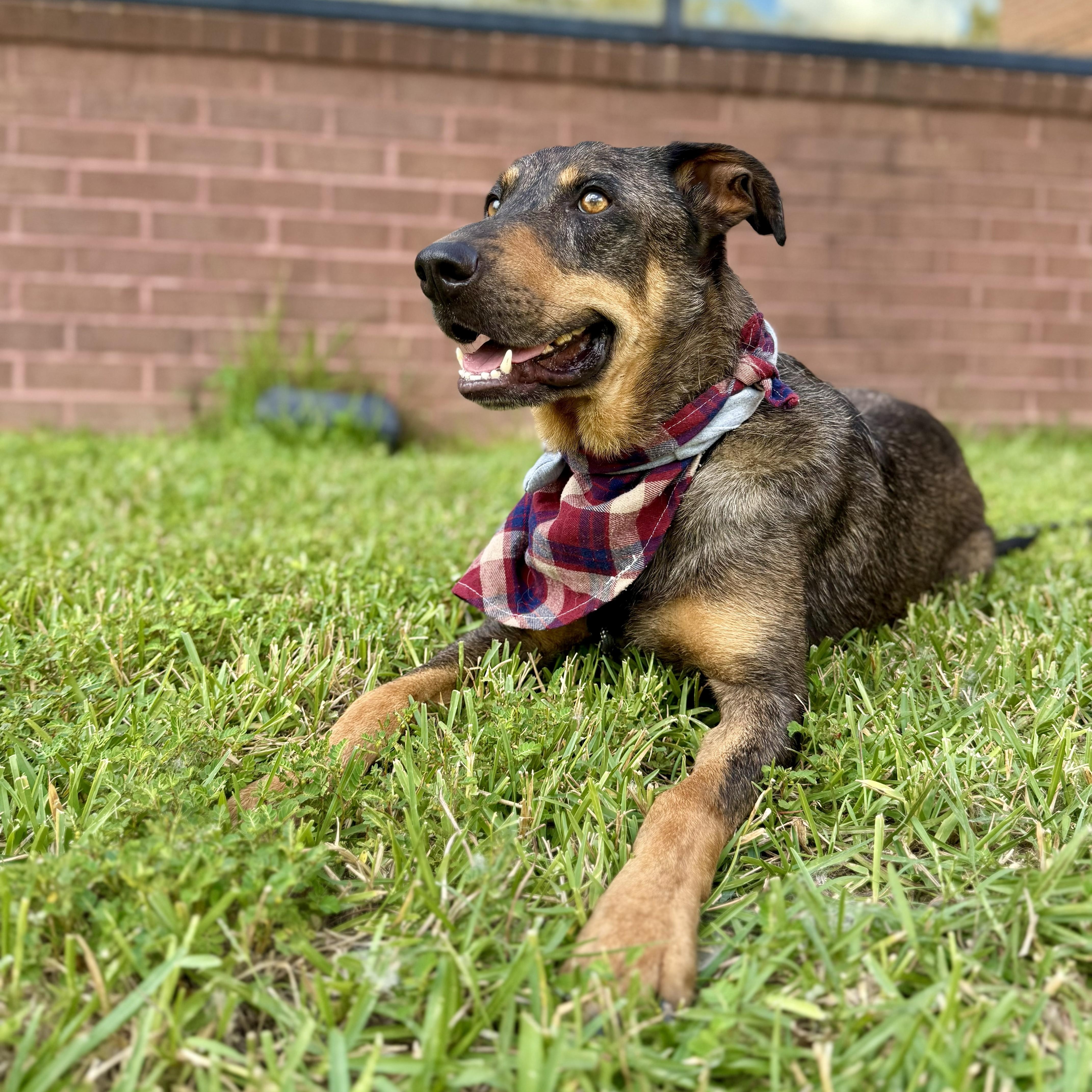 Riff Scorpion, a Adoptable Catahoula Leopard Dog in Waco, TX image 4/6