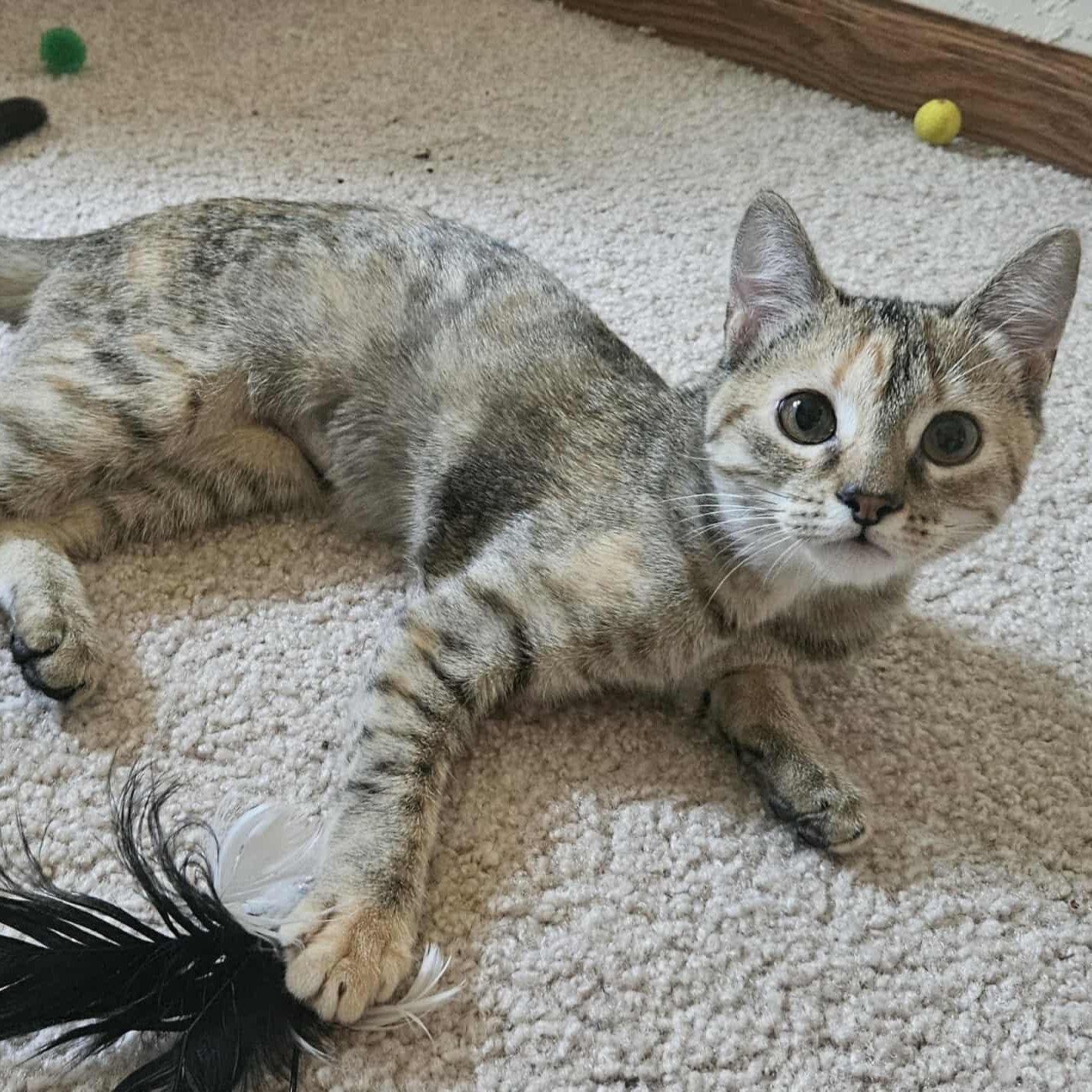 Cecelia, Baby Female Domestic Short Hair