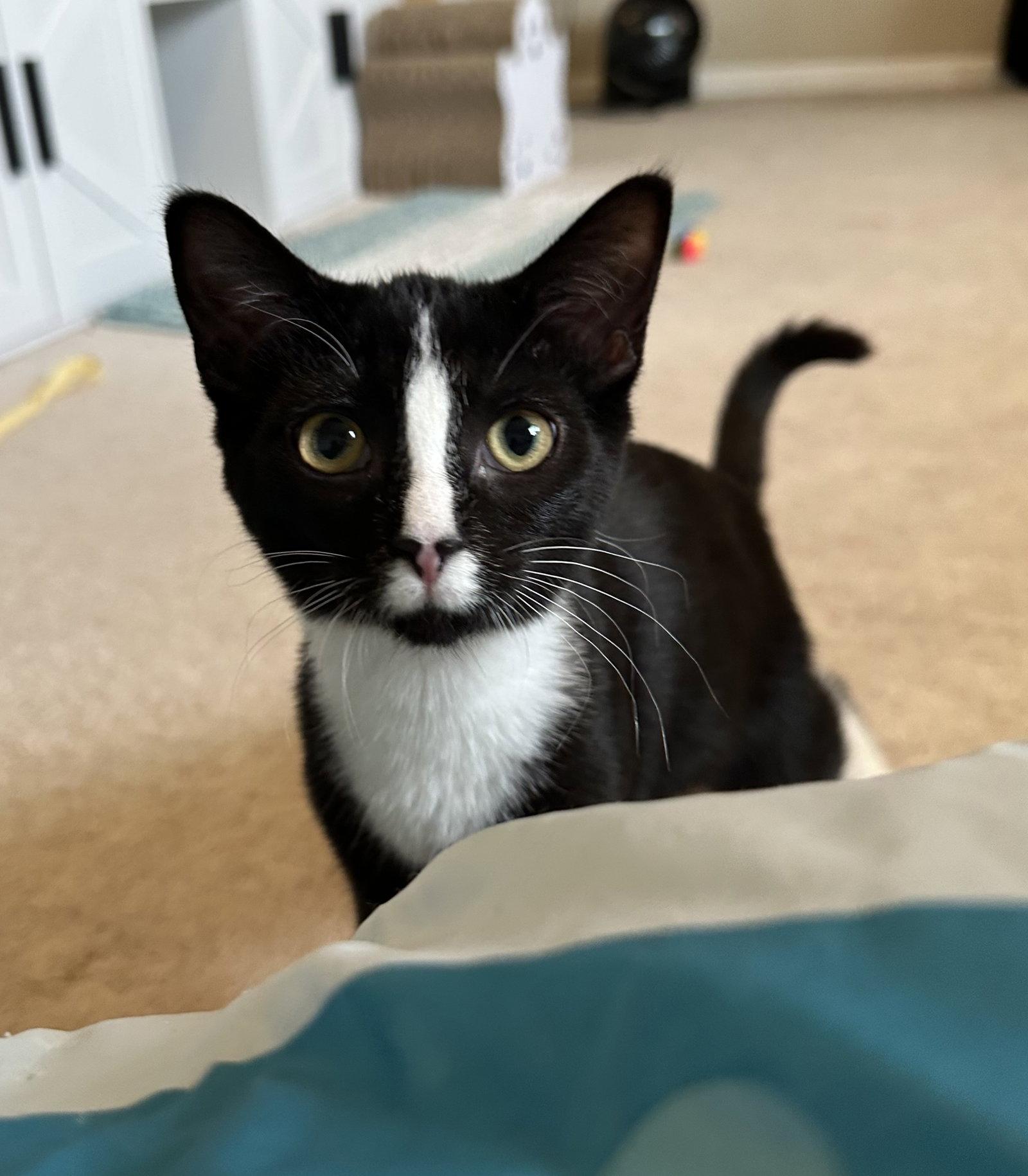 Enlarge Eg Litter Navy, a Adoptable Domestic Short Hair in Livonia, MI image 1/3