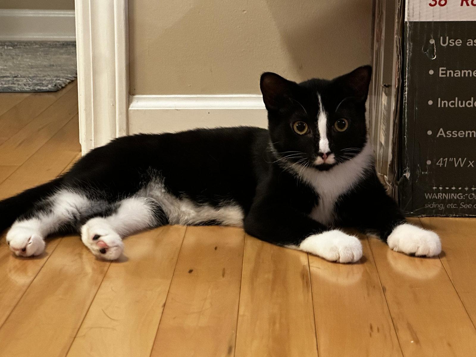 Enlarge Eg Litter Navy, a Adoptable Domestic Short Hair in Livonia, MI image 2/3