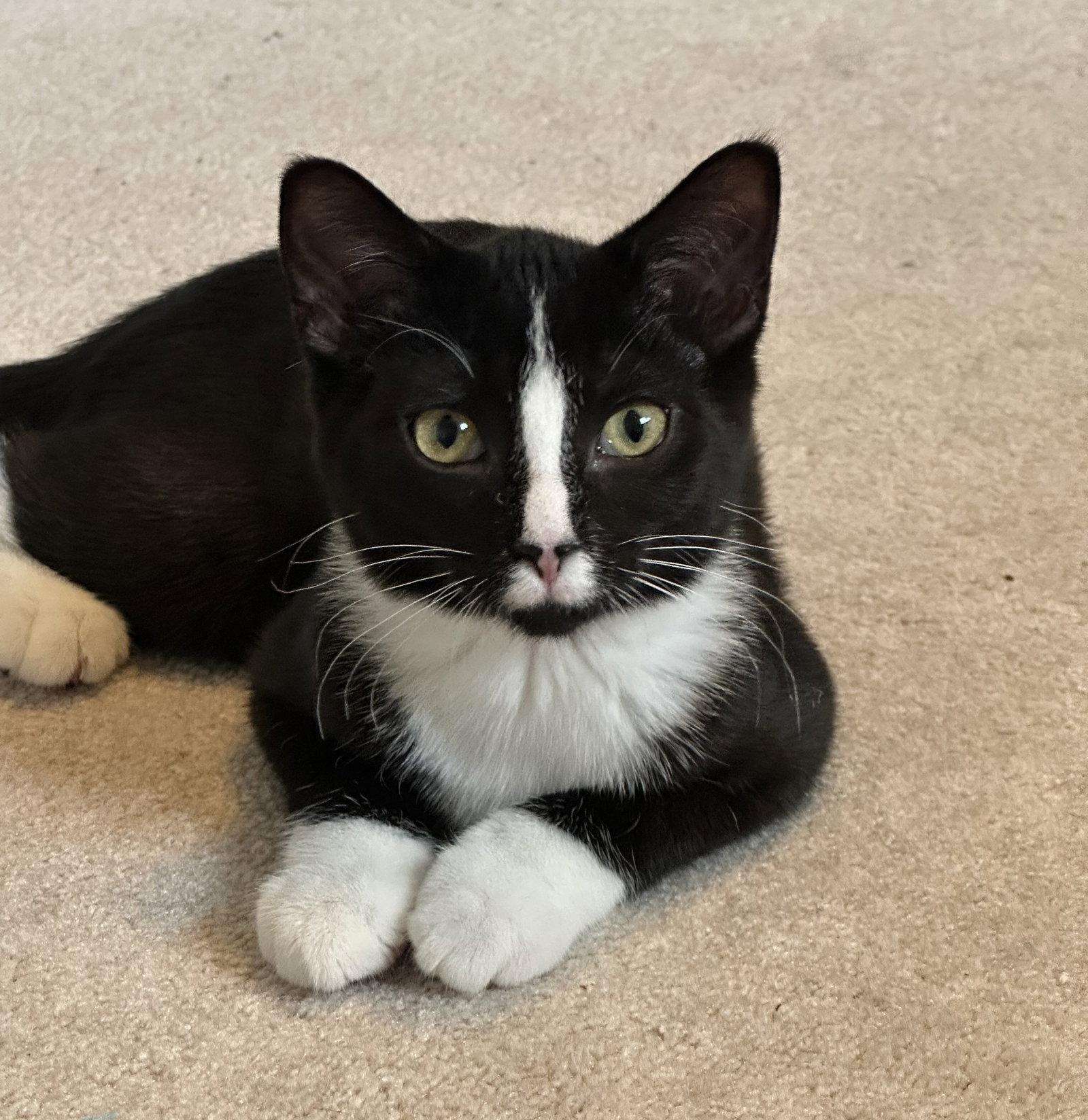 Enlarge Eg Litter Navy, a Adoptable Domestic Short Hair in Livonia, MI image 3/3
