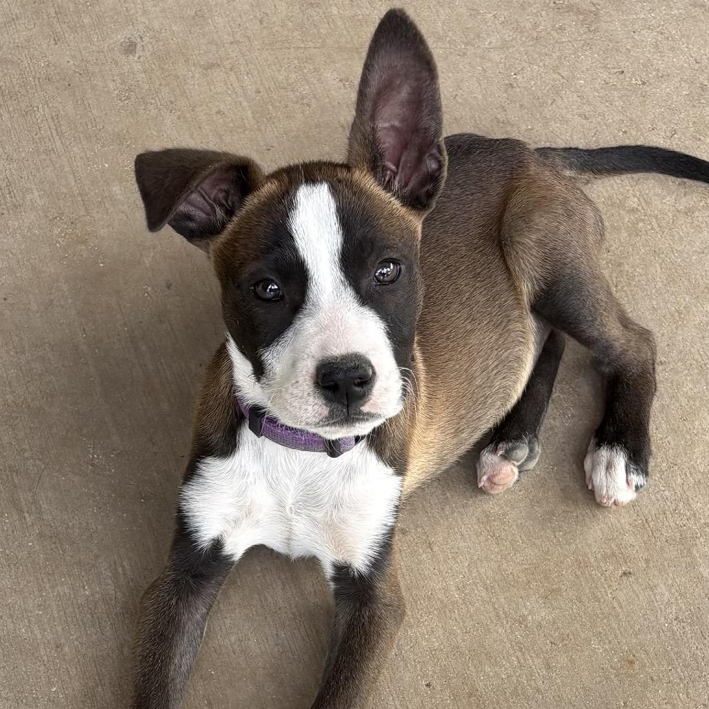 Enlarge Cool Beans, a Adoptable mixed breed in San Antonio, TX image 1/6