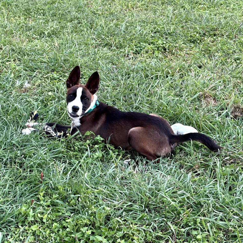 Enlarge Cool Beans, a Adoptable mixed breed in San Antonio, TX image 2/5
