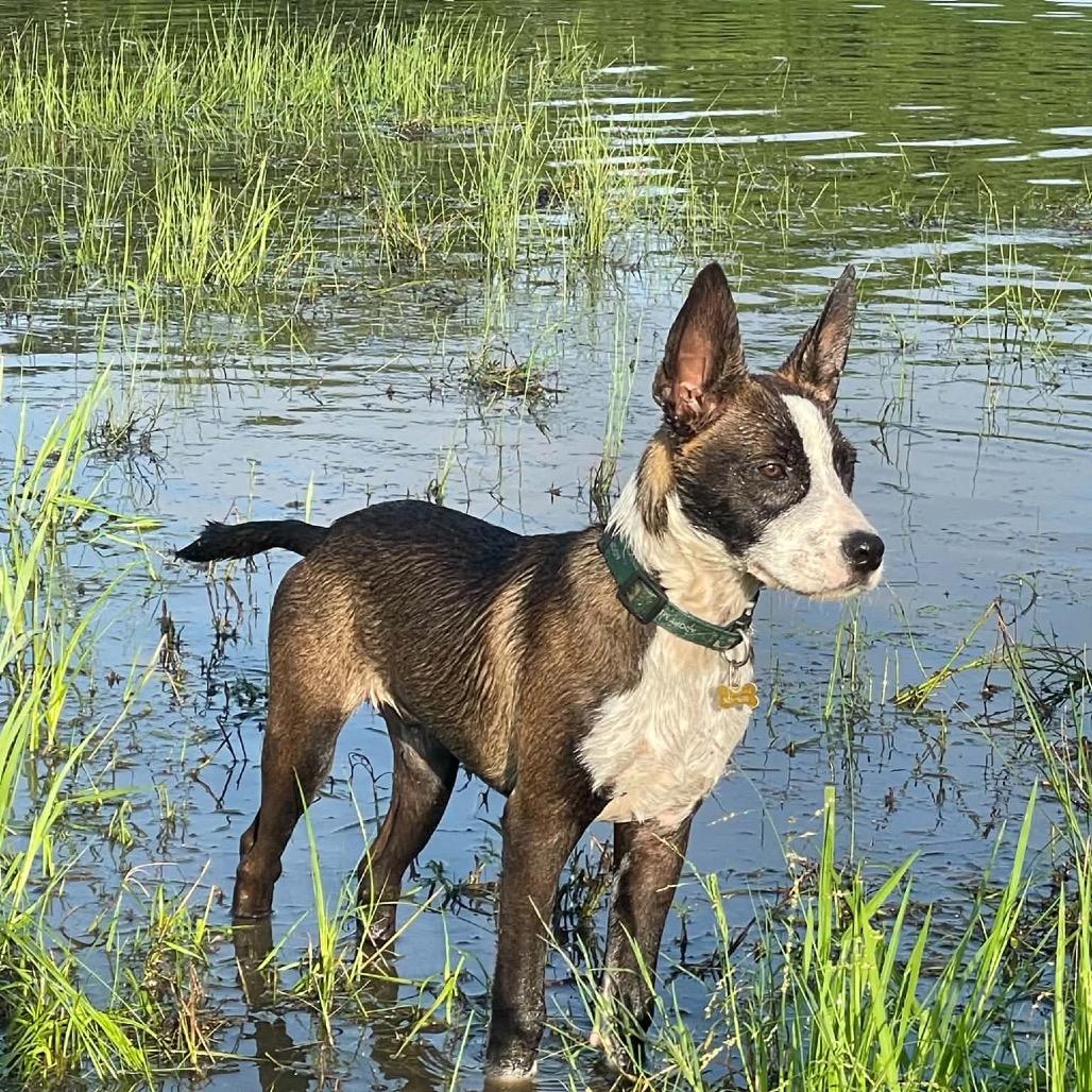 Enlarge Cool Beans, a Adoptable mixed breed in San Antonio, TX image 3/5