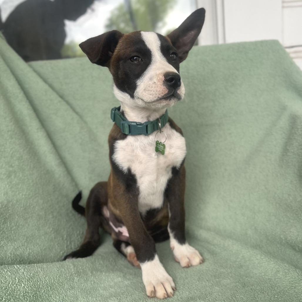 Enlarge Cool Beans, a Adoptable mixed breed in San Antonio, TX image 2/6