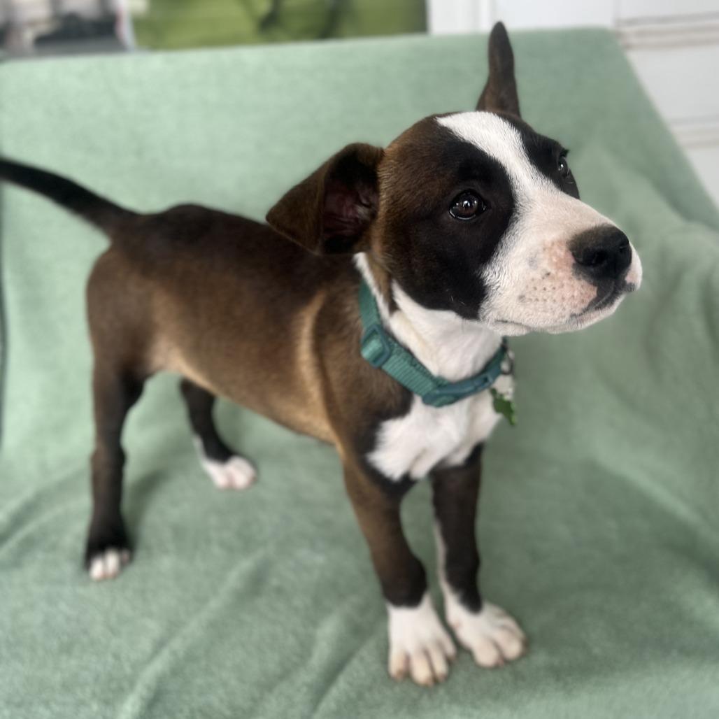 Cool Beans, a Adoptable mixed breed in San Antonio, TX image 3/6