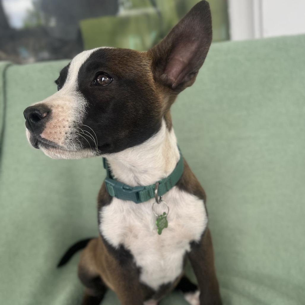 Enlarge Cool Beans, a Adoptable mixed breed in San Antonio, TX image 3/6