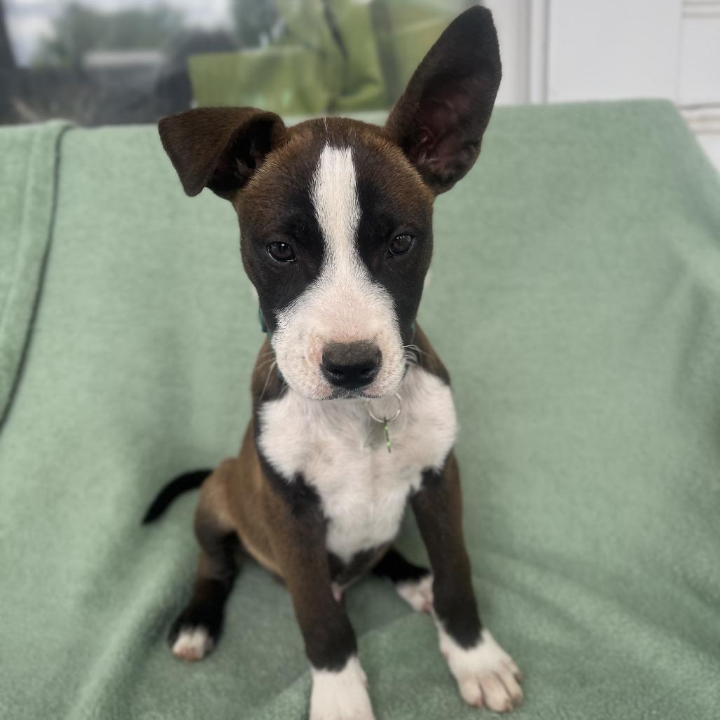 Enlarge Cool Beans, a Adoptable mixed breed in San Antonio, TX image 4/6