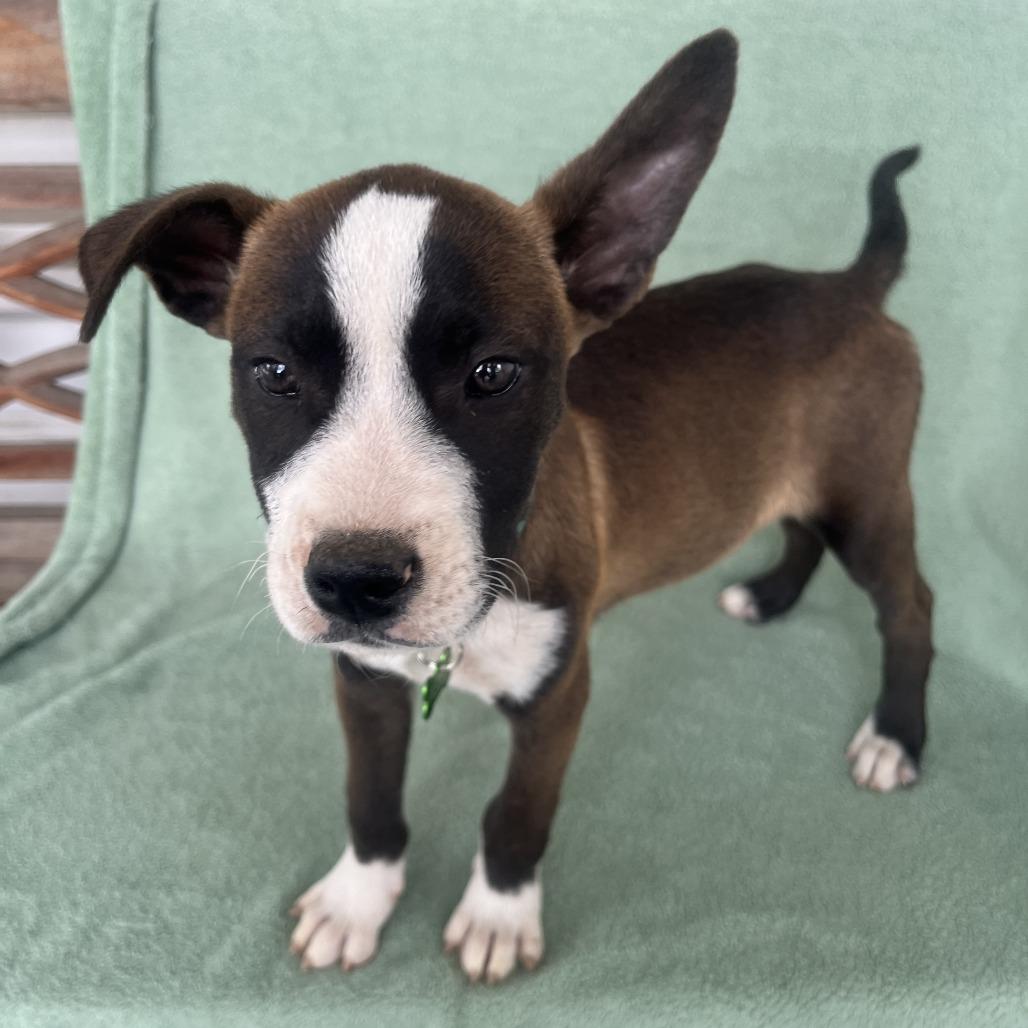 Enlarge Cool Beans, a Adoptable mixed breed in San Antonio, TX image 5/6