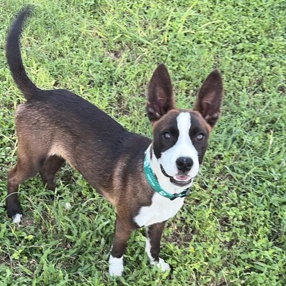 Enlarge Cool Beans, a Adoptable mixed breed in San Antonio, TX image 4/5