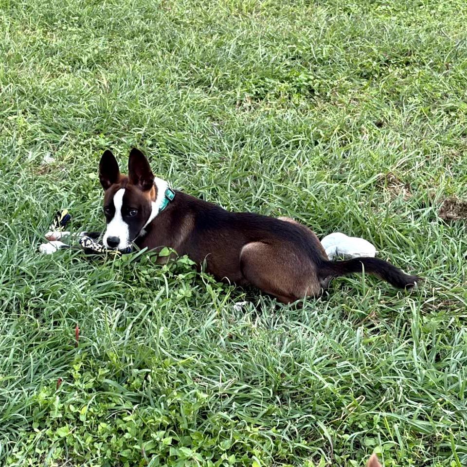 Enlarge Cool Beans, a Adoptable mixed breed in San Antonio, TX image 5/5