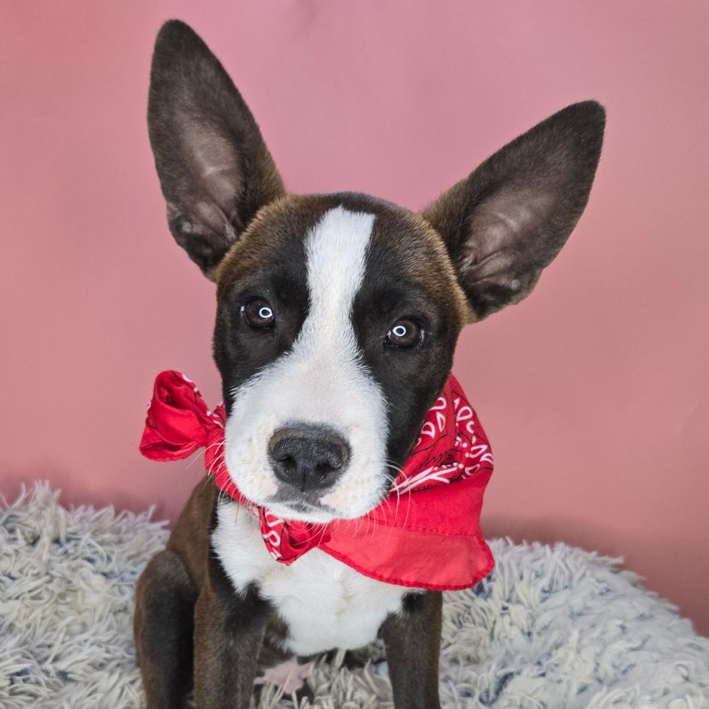 Cool Beans, a Adoptable mixed breed in San Antonio, TX image 5/6
