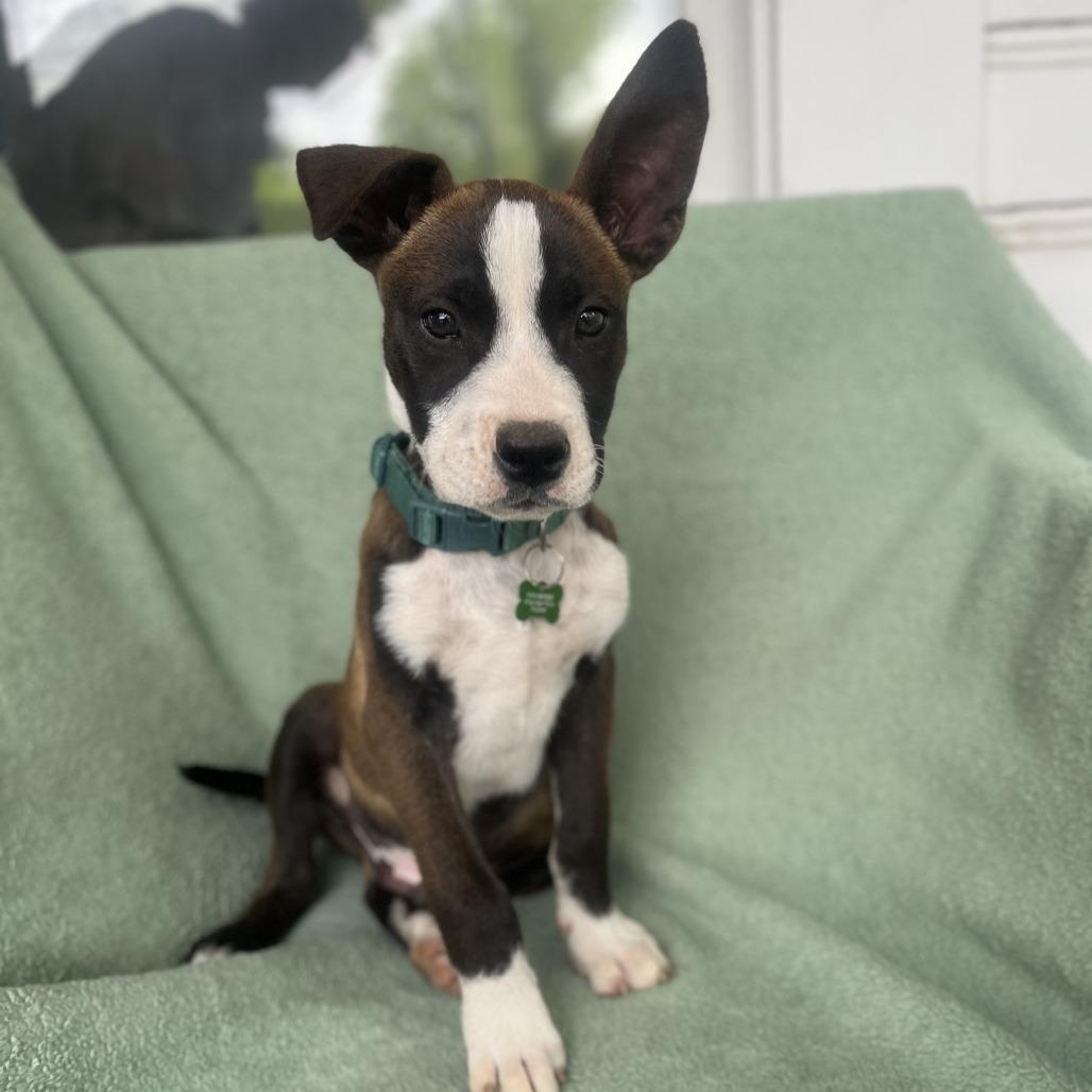 Enlarge Cool Beans, a Adoptable mixed breed in San Antonio, TX image 6/6