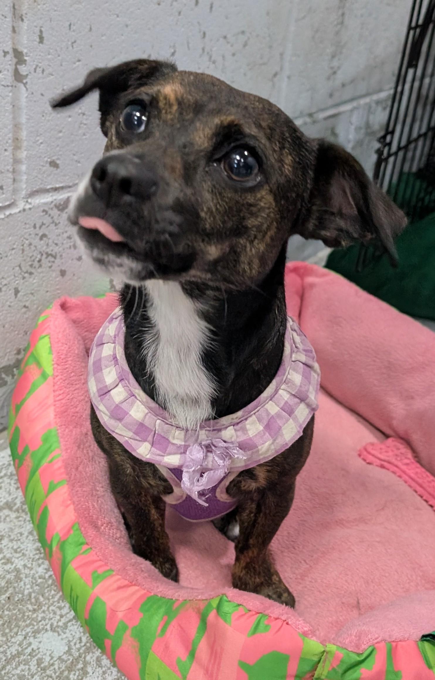 Enlarge Mamaz, a ADOPTABLE Rat Terrier in New Ulm, MN image 2/4