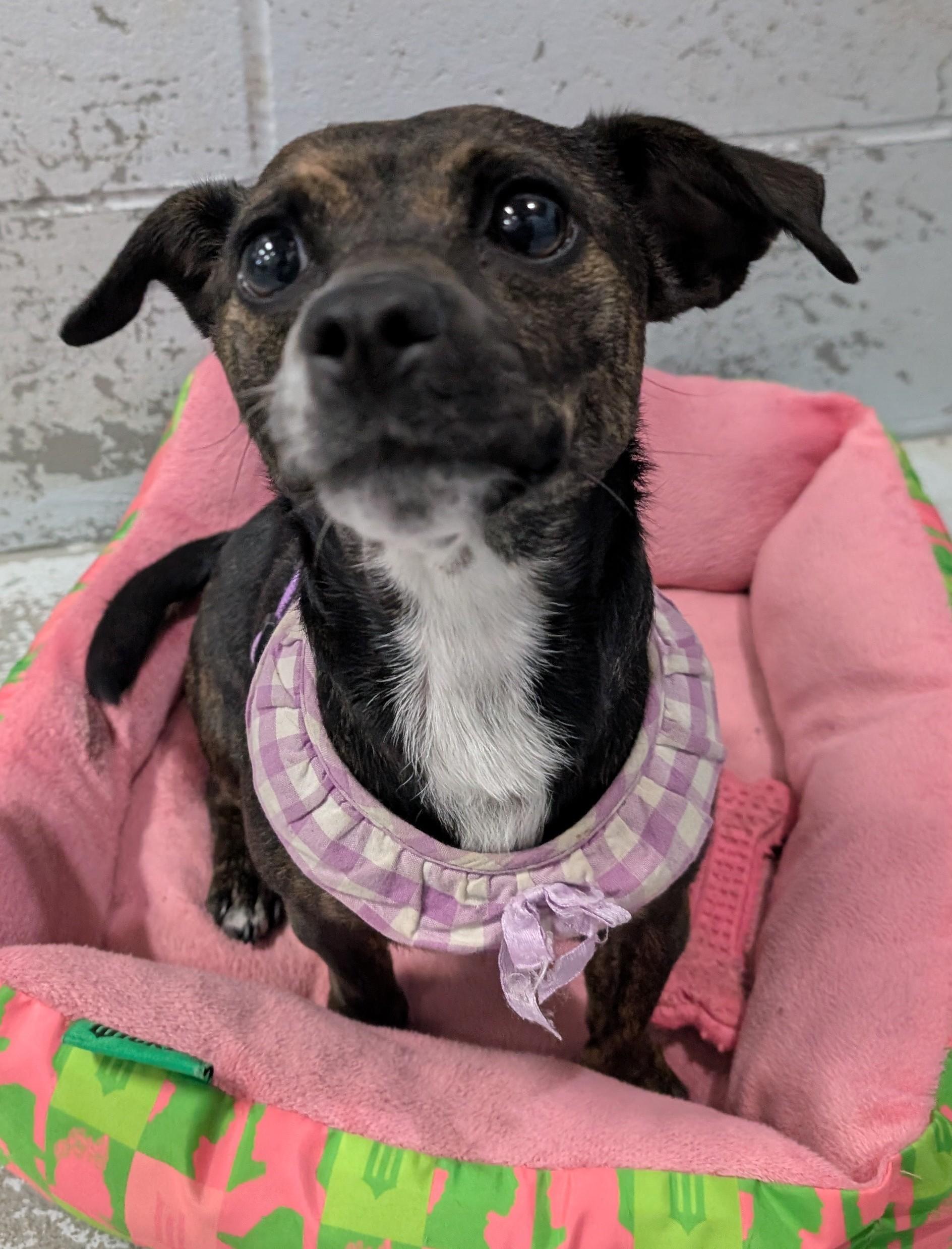 Mamaz, ADOPTABLE, Adult Female Rat Terrier.
