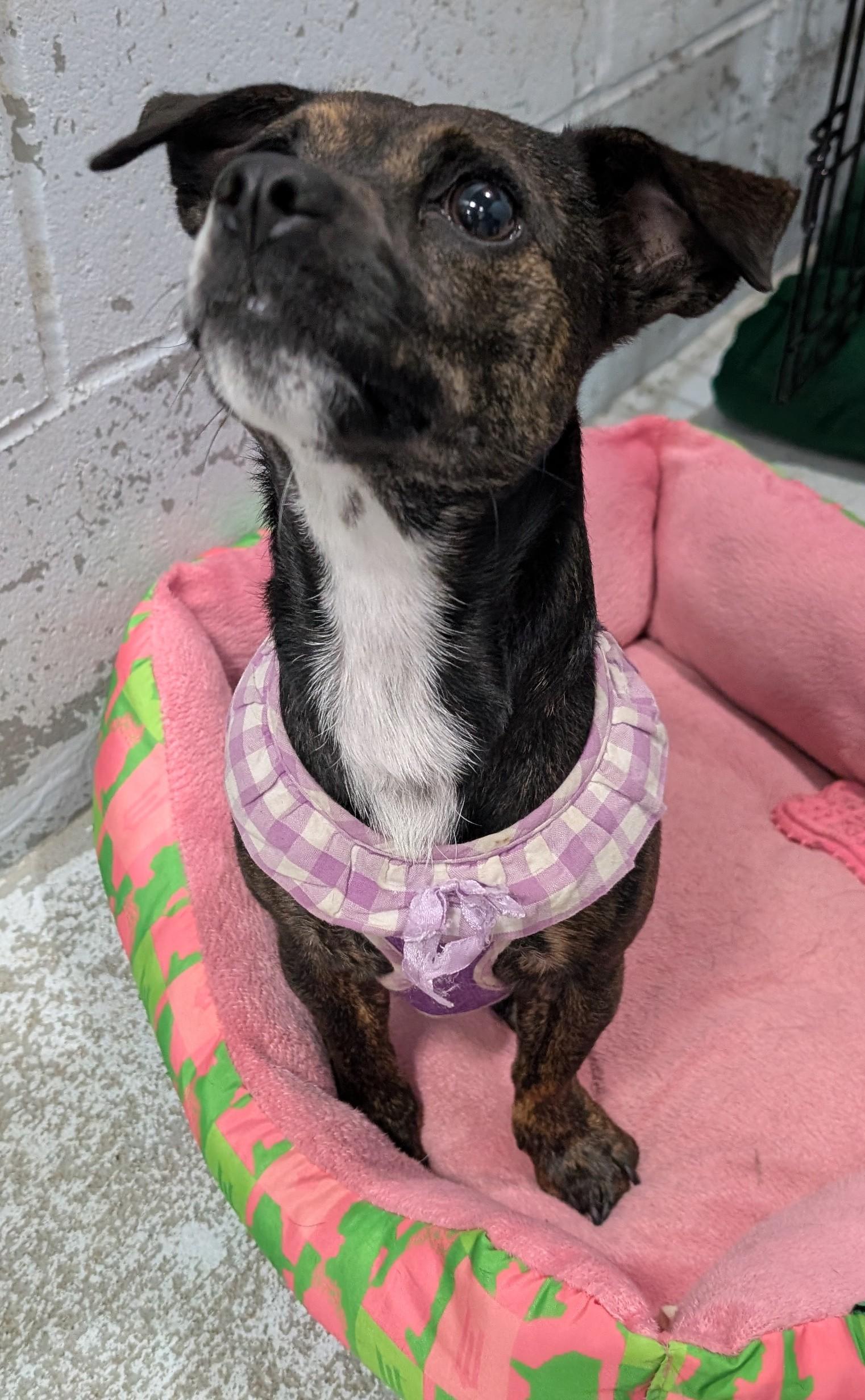 Enlarge Mamaz, a ADOPTABLE Rat Terrier in New Ulm, MN image 4/4