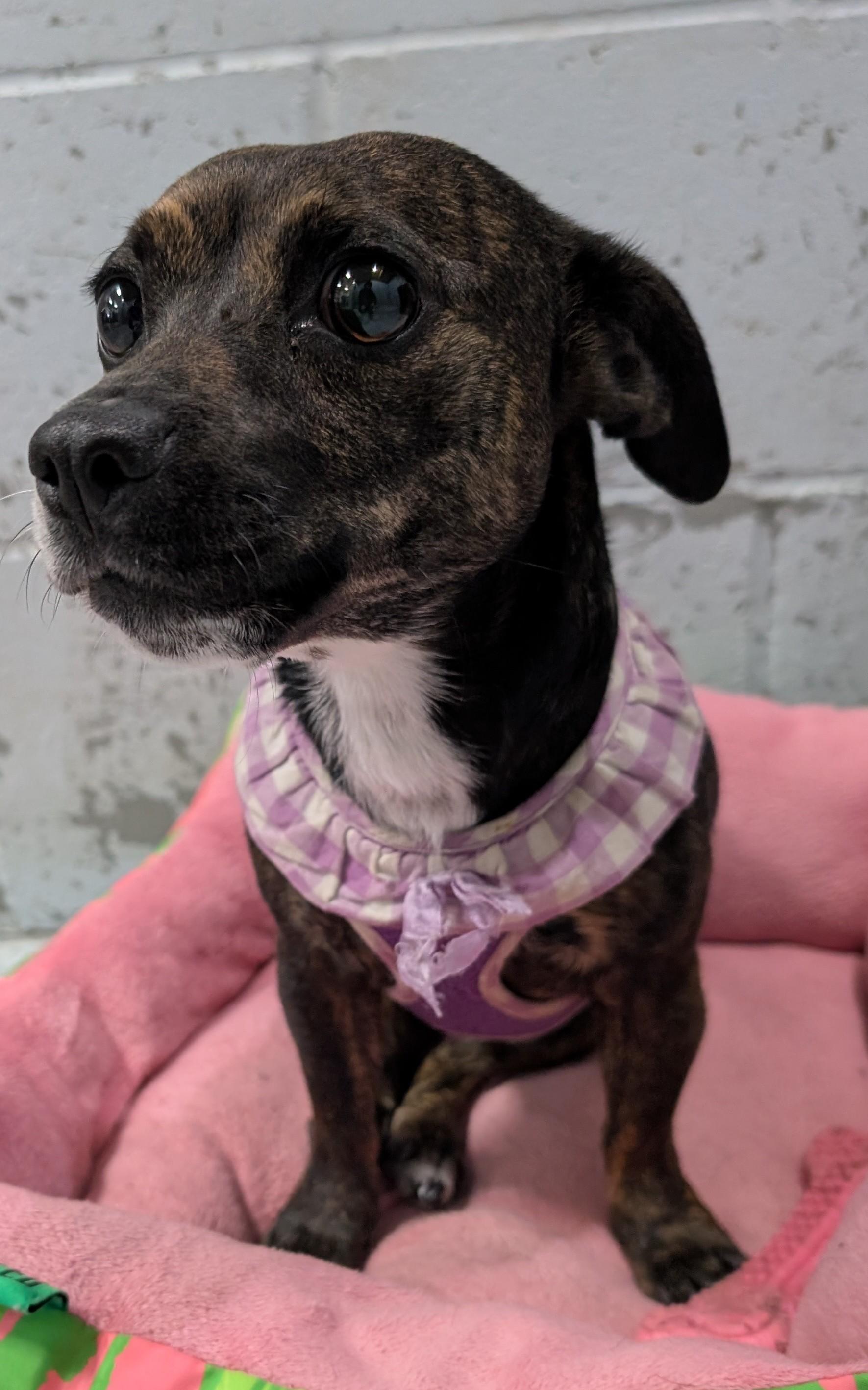 Enlarge Mamaz, a ADOPTABLE Rat Terrier in New Ulm, MN image 3/4