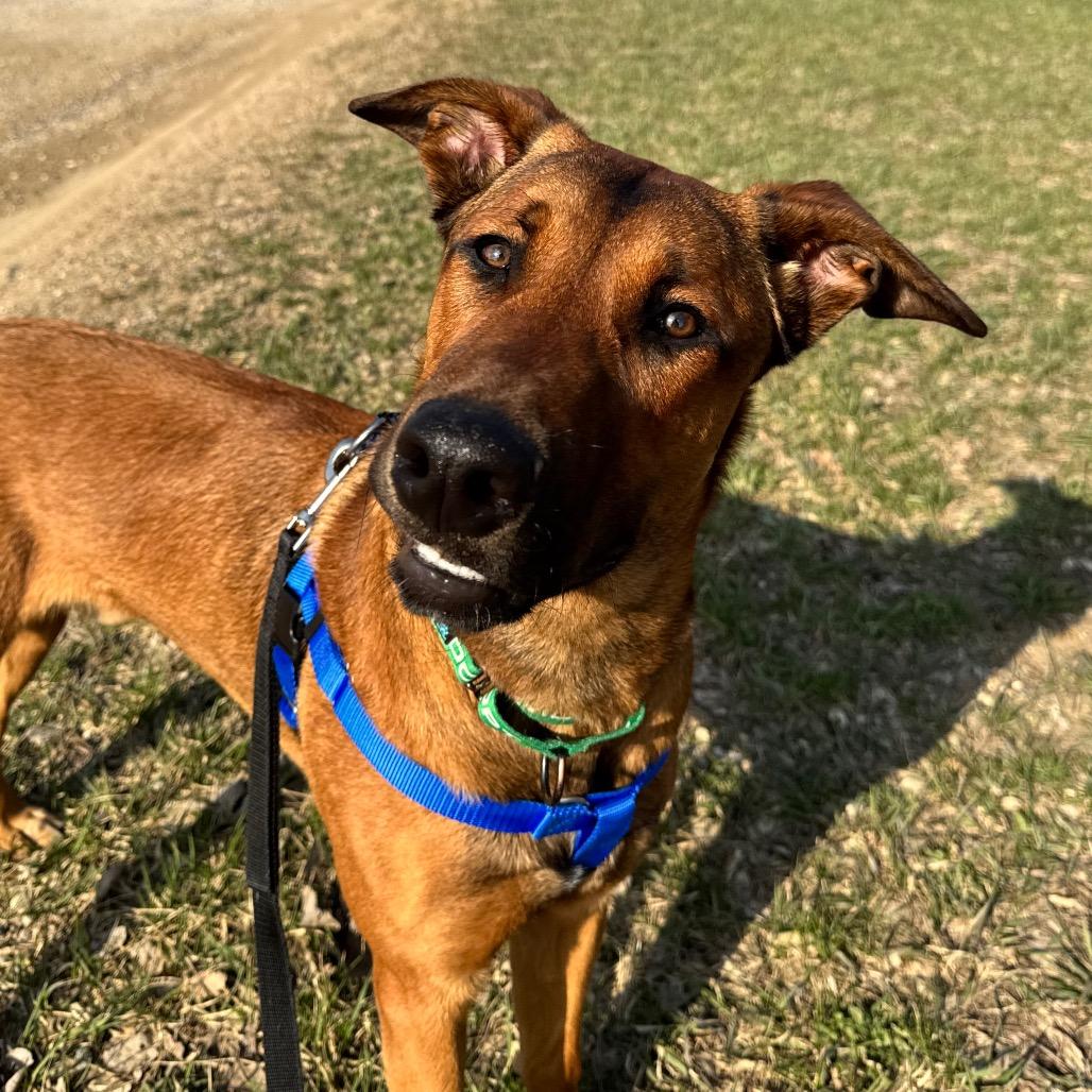 Cowboy, Adoptable, Young Male Mixed Breed.