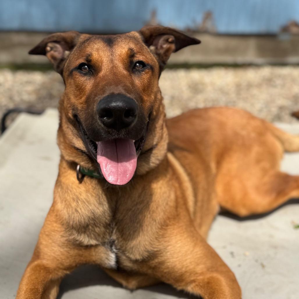 Enlarge Cowboy, a Adoptable Mixed Breed in West Olive, MI image 2/6