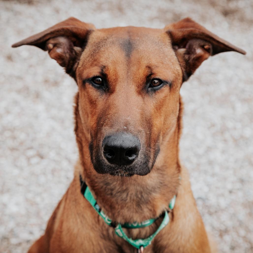 Enlarge Cowboy, a Adoptable Mixed Breed in West Olive, MI image 2/6