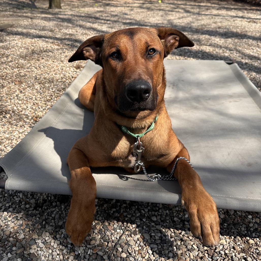 Enlarge Cowboy, a Adoptable Mixed Breed in West Olive, MI image 3/6