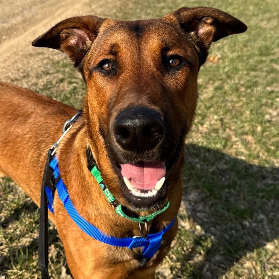 Enlarge Cowboy, a Adoptable Mixed Breed in West Olive, MI image 4/6