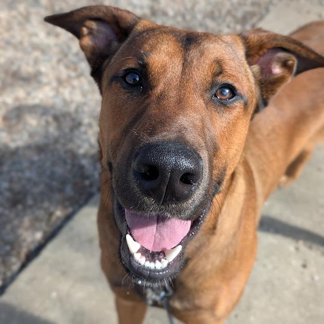 Enlarge Cowboy, a Adoptable Mixed Breed in West Olive, MI image 5/6