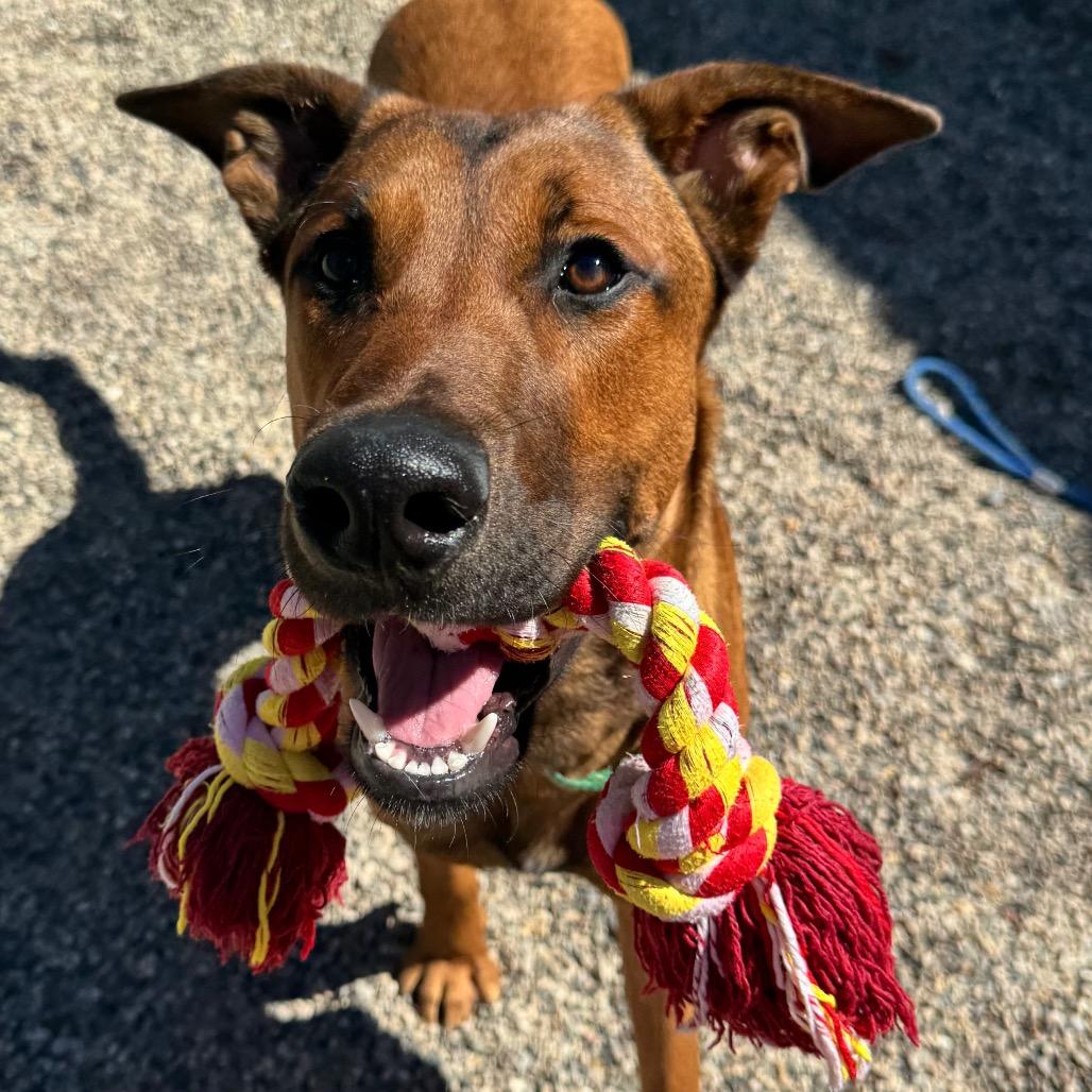 Enlarge Cowboy, a Adoptable Mixed Breed in West Olive, MI image 6/6