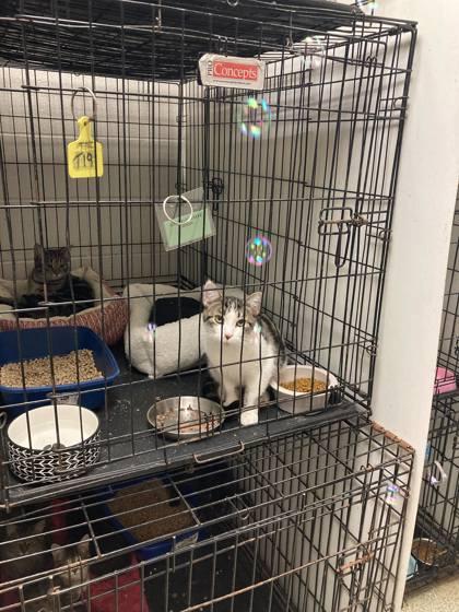Enlarge Gretchen Weiners, a Adoptable Domestic Short Hair in Anderson, IN image 3/5