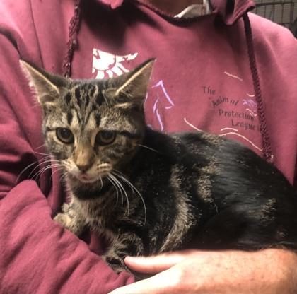 Enlarge Gretchen Weiners, a Adoptable Domestic Short Hair in Anderson, IN image 4/5