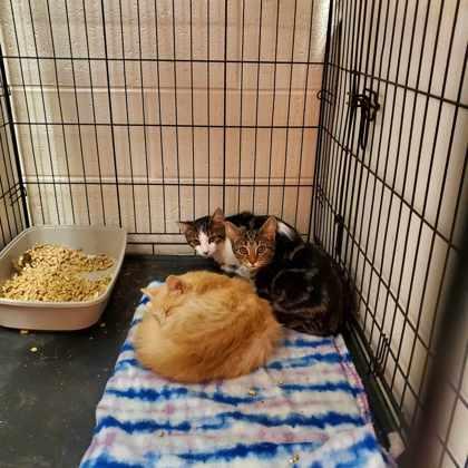 Enlarge Gretchen Weiners, a Adoptable Domestic Short Hair in Anderson, IN image 5/5