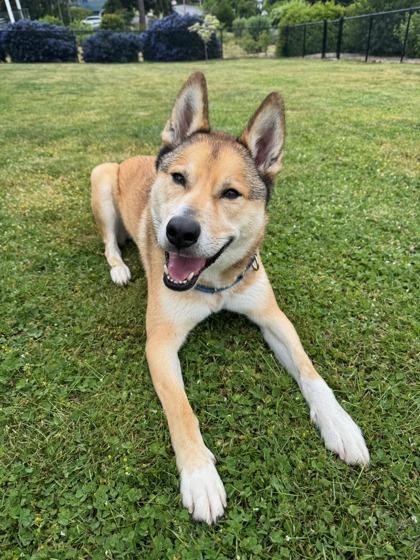 Chopper (IN FOSTER), a Adoptable mixed breed in Camano Island, WA image 1/3