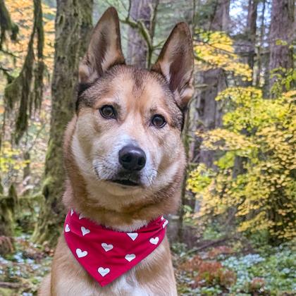 Chopper (IN FOSTER), Adoptable, Adult Male Husky & Labrador Retriever.