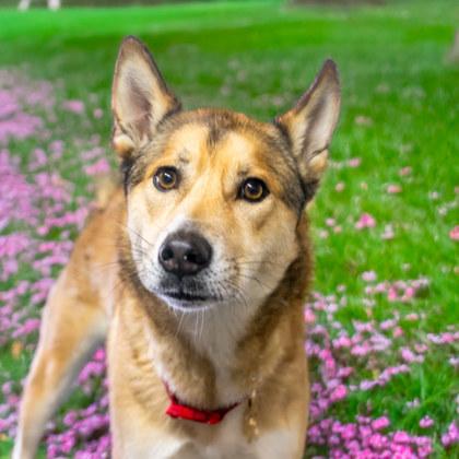 Chopper (IN FOSTER), a Adoptable mixed breed in Camano Island, WA image 1/3