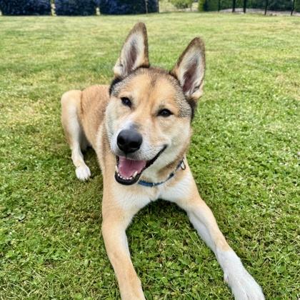 Chopper (IN FOSTER), Adoptable, Adult Male Husky & Labrador Retriever.