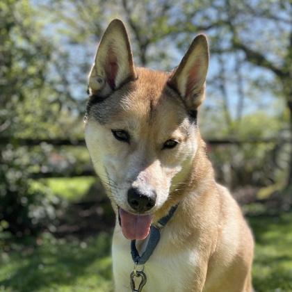 Enlarge Chopper (IN FOSTER), a Adoptable mixed breed in Camano Island, WA image 2/2