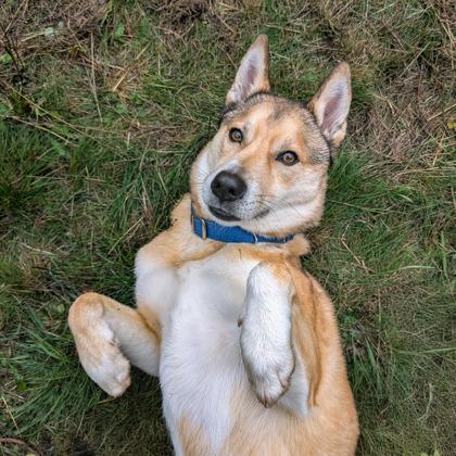 Chopper (IN FOSTER), a Adoptable mixed breed in Camano Island, WA image 1/2
