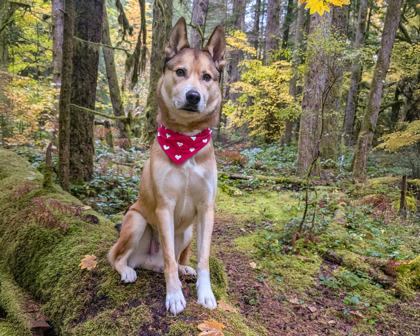 Chopper, Adoptable, Adult Male Husky & Labrador Retriever.
