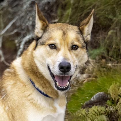 Chopper, Adoptable, Adult Male Husky & Labrador Retriever.
