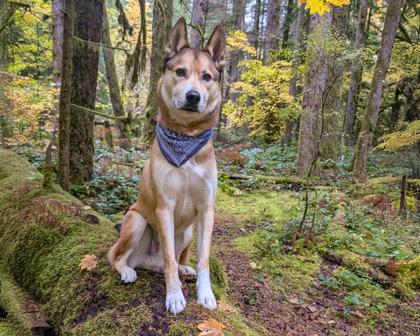 Chopper (IN FOSTER), a Adoptable mixed breed in Camano Island, WA image 2/2