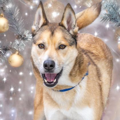 Chopper (IN FOSTER), Adoptable, Adult Male Husky & Labrador Retriever.