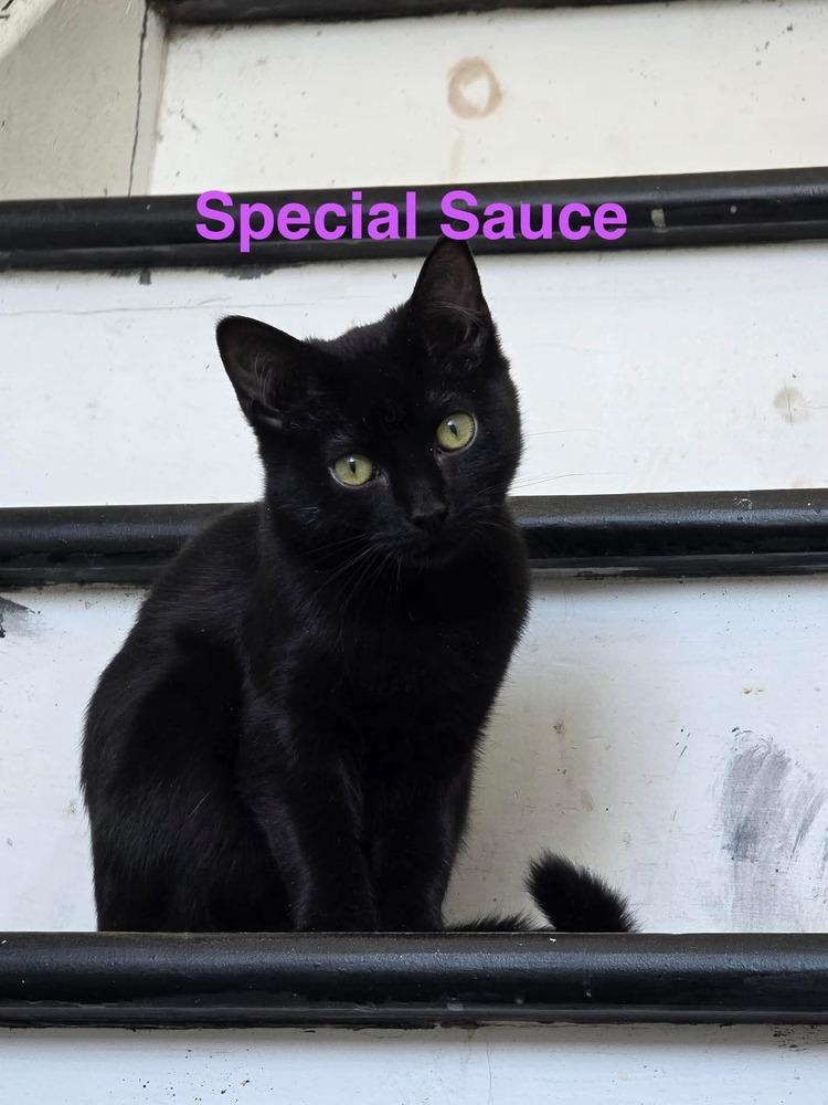 Special Sauce, Adoptable, Young Female Domestic Short Hair.