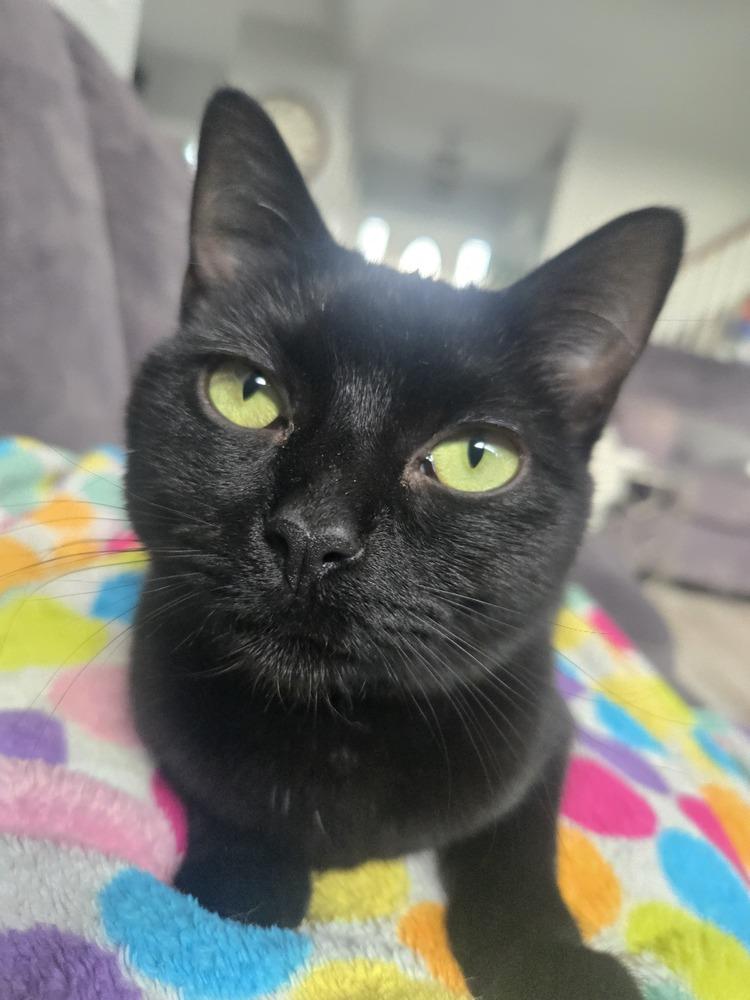 Enlarge Special Sauce, a Adoptable Domestic Short Hair in Milton, DE image 2/5