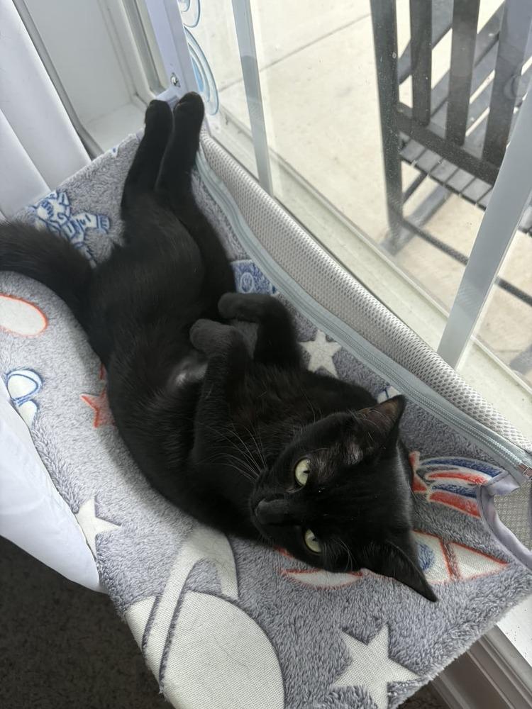 Enlarge Special Sauce, a Adoptable Domestic Short Hair in Milton, DE image 3/5