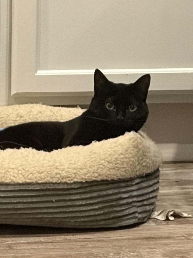 Enlarge Special Sauce, a Adoptable Domestic Short Hair in Milton, DE image 4/5